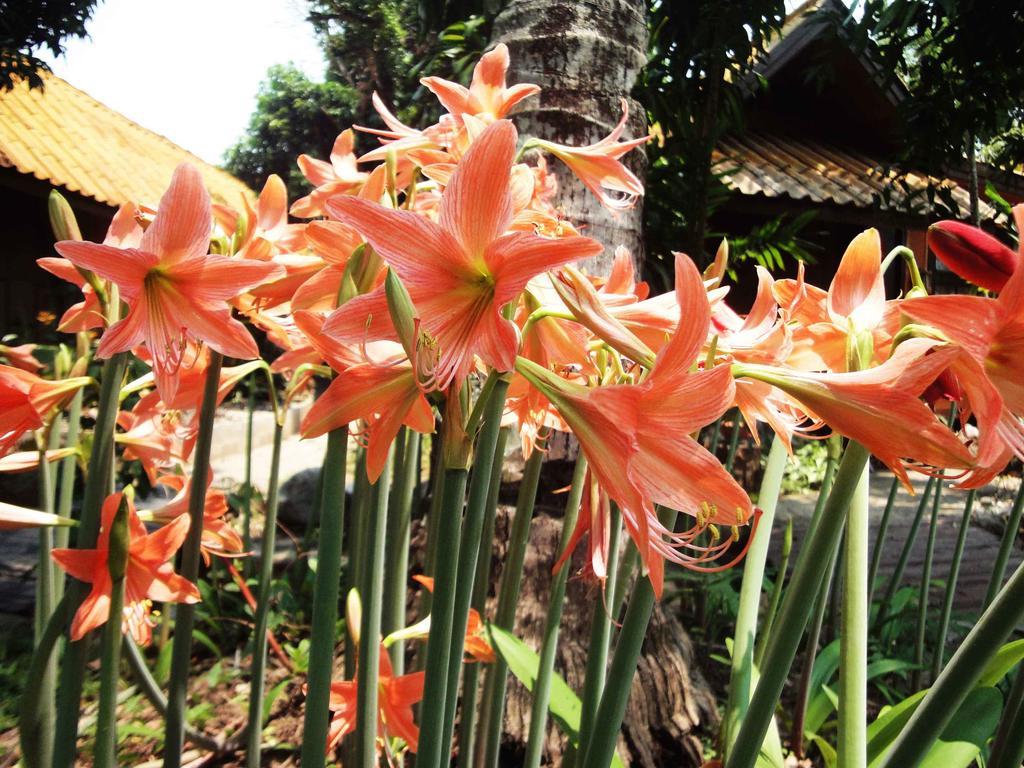 Mae Ai Areeya Phuree Resort Thaton מראה חיצוני תמונה